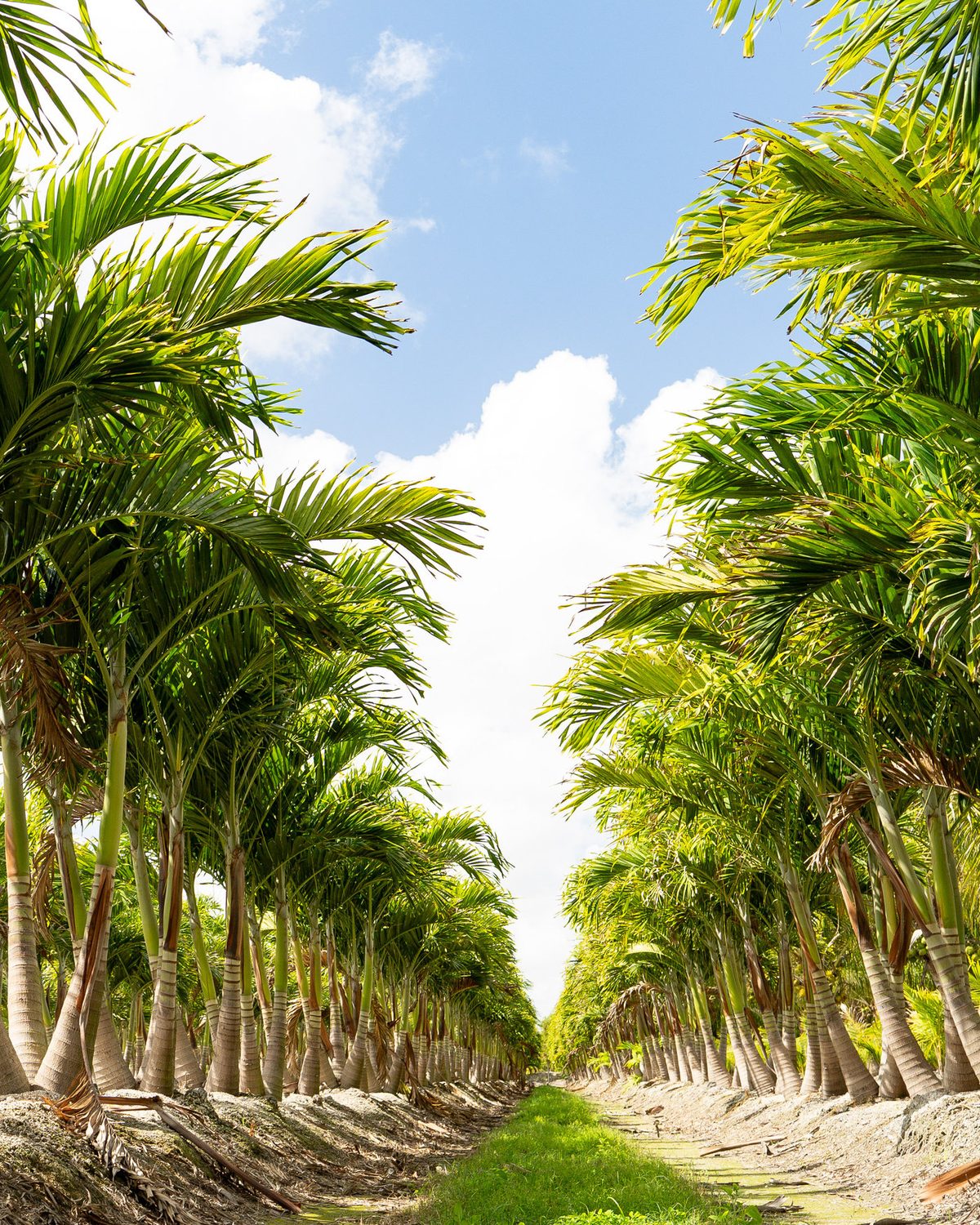 Royal palm row at Plant Life Farms
