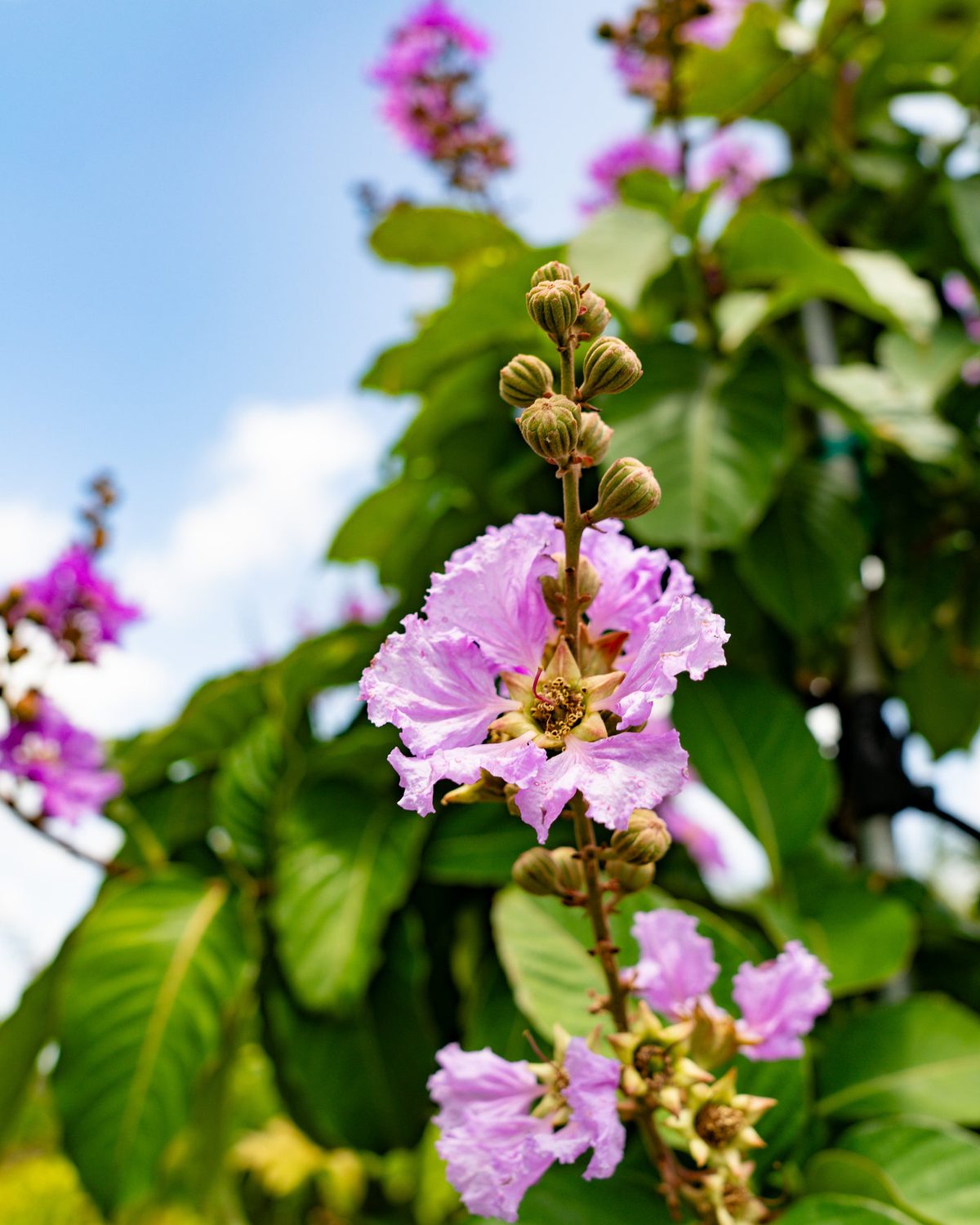Crepe myrtle at S&S Tree Farm