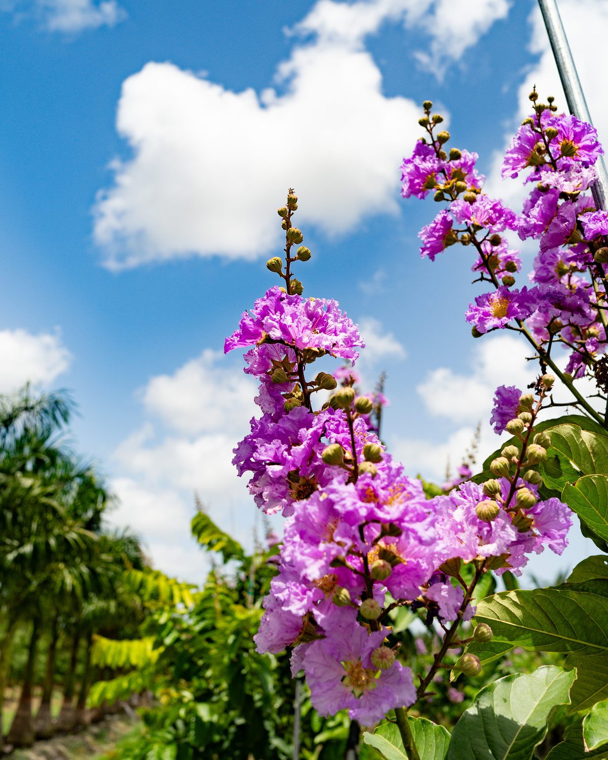 Blooming stock in the field